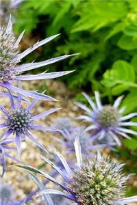 Thistle Blossoms Notebook