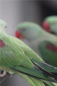 Indian Ringneck Parrots Notebook