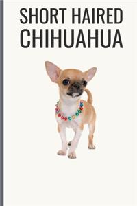 Short Haired Chihuahua