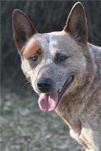 Tan Australian Cattle Dog Journal