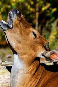 Banteng Tries Singing Karaoke Journal (Cover Your Ears)