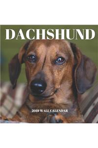 Dachshund 2019 Wall Calendar