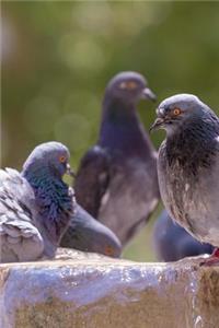 New York City Pigeons Journal