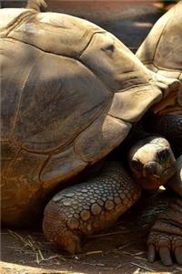 Giant Galapagos Tortoise Traffic Journal