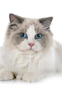 Ragdoll