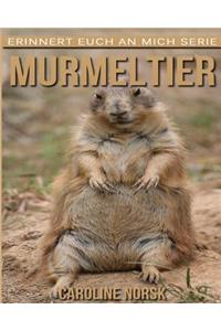 Murmeltier