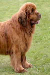 Newfoundland