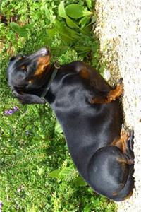 Handsome Black and Brown Dachshund Dog Sitting in the Park Journal