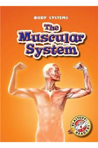 Muscular System