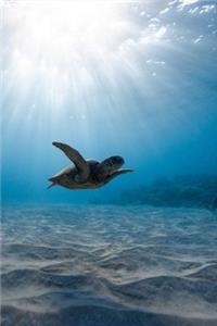 Sea Turtle Journal