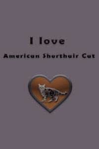 I love American Shorthair Cat