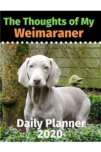 The Thoughts of My Weimaraner