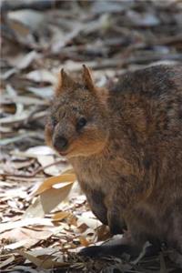Cute Little Quokka in the Australia Outback Journal