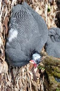 Guinea Fowl Resting on the Ground Journal