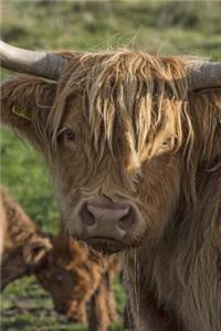 A Scottish Highland Cow Looking Back Journal