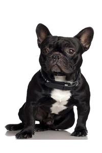 School Composition Book French Bulldog Cute Dog Photo 200 Pages