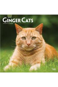 Ginger Cats 2019 Square Wall Calendar