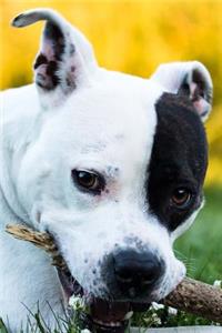 Adorable American Staffordshire Terrier Dog Portrait Journal