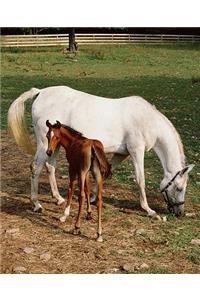 Horse Photo School Composition Book Equine White Mare with Chestnut Foal