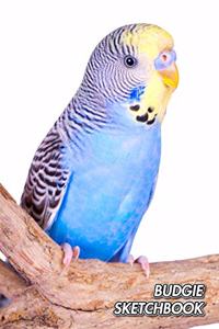 Budgie Sketchbook