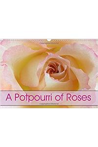 A Potpourri of Roses 2017