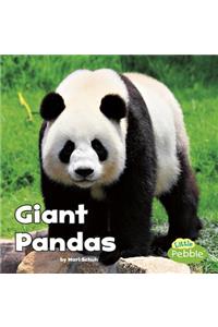 Giant Pandas