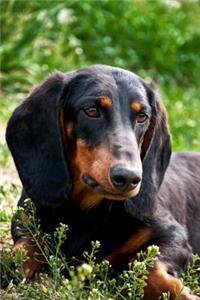 Dachshund