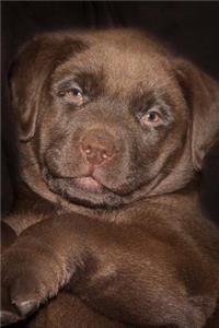 What a Cuddly Little Chocolate Labrador Retriever Puppy Dog Pet Journal