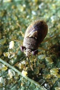 Insect Journal Bug Entomology