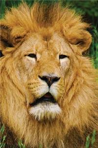 Lion Journal
