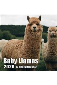 Baby Llamas Calendar 2020