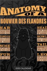 Anatomy Of A Bouvier Des Flandres