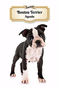 2020 Boston Terrier Agenda