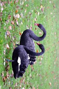 Black Swans in an English Park Journal