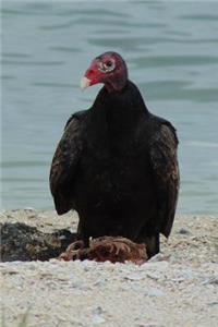 Turkey Vulture (Cathartes Aura) Journal