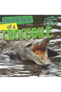 Life Cycle of a Crocodile