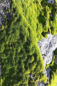 Journal Green Moss Sunshine Rock