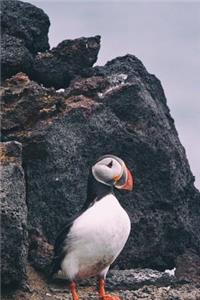 Puffin on a Cliff Seabird Journal