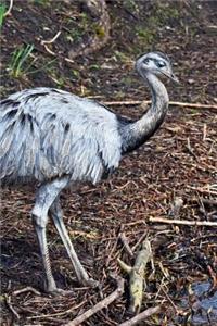 The Greater Rhea Bird Journal