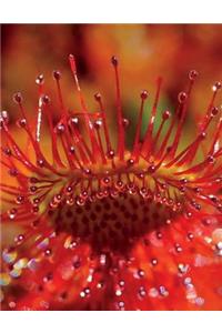 Sundew Notebook Large Size 8.5 x 11 Ruled 150 Pages Softcover