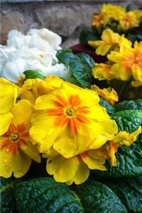 Primroses in a Flower Planter Journal