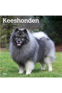 Keeshonden 2021 Square