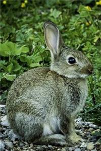 The Little Wild Rabbit Journal