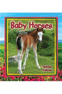 Baby Horses