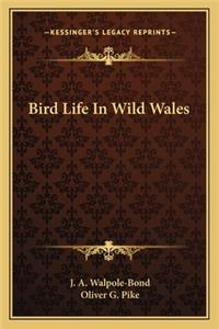 Bird Life in Wild Wales