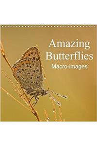 Amazing Butterflies Macro-Images 2018