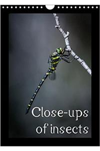 Close-Ups of Insects 2018