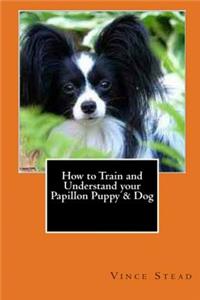 How to Train and Understand your Papillon Puppy & Dog