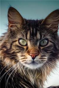 The Maine Coon Cat Journal 