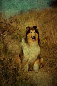 Collie